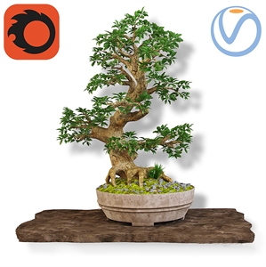Bonsai